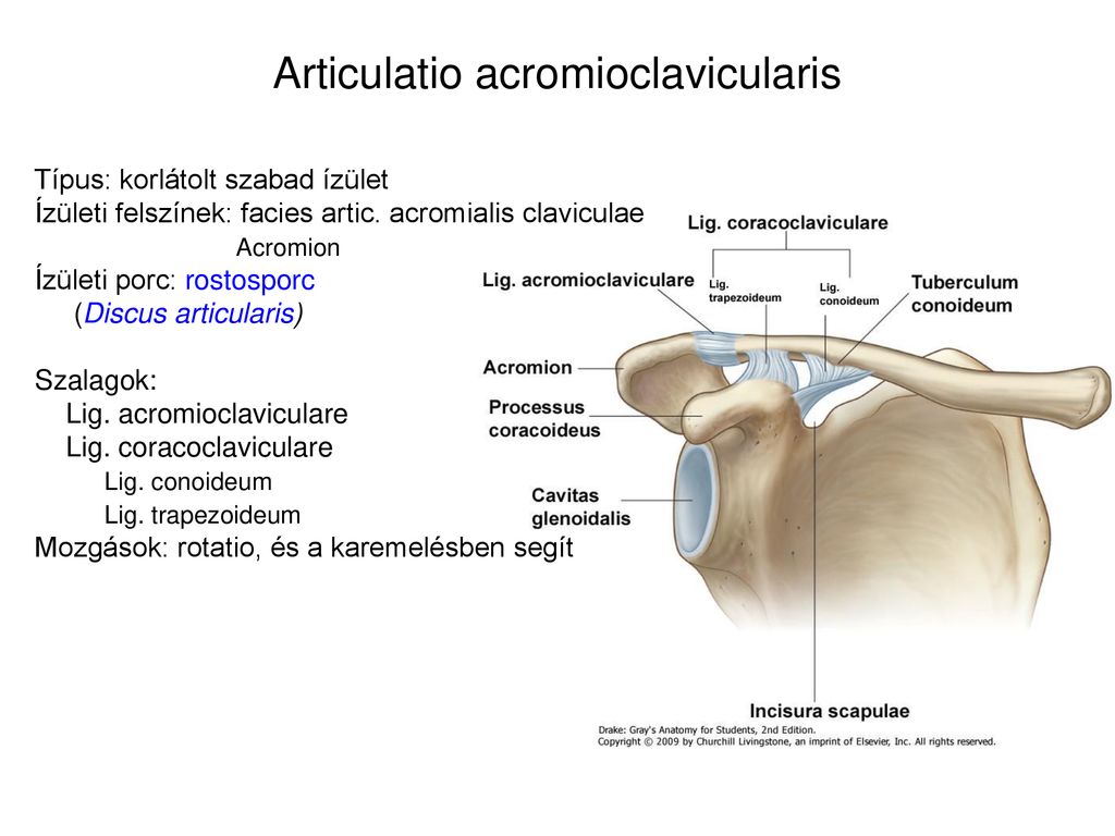 clavicularis acromialis ízületi fájdalom fájdalom a bal kéz izületi gyulladásában